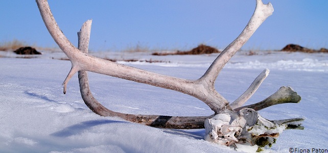 Fonte de permafrost