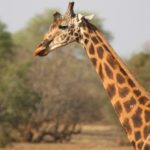 Les girafes de Nubie et du Kordofan désormais en danger critique d’extinction