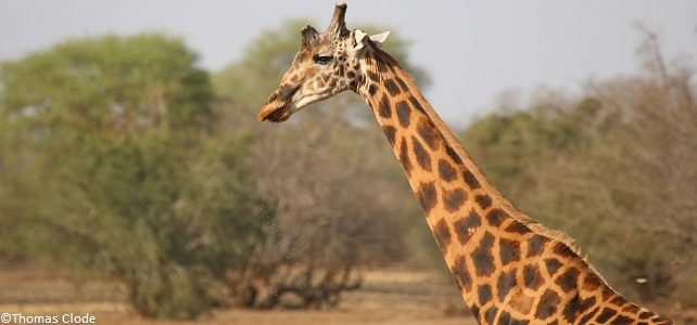 Girafe du Kordofan menacée