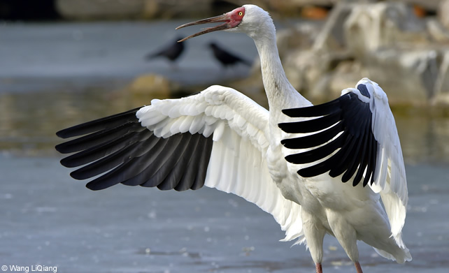 siberian crane