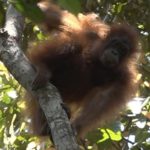 Une centaine d’orangs-outans découverts à Bornéo, Kalaweit lance un appel