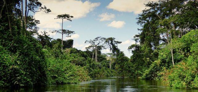 Parc national de l'Ogooué-Leketi