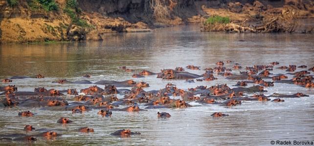 hippopotames