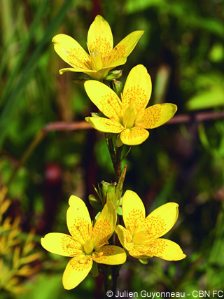 saxifrage œil-de-bouc