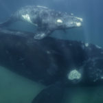 Après l’observation d’un petit, l’espoir est permis pour la baleine noire