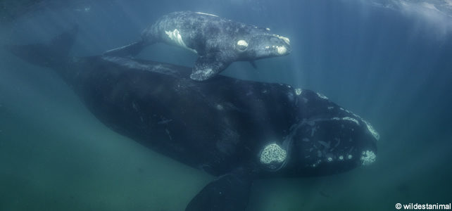 baleines noires et petit