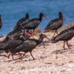 Un avenir plus radieux s’annonce-t-il pour l’ibis chauve ?