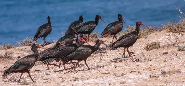 L'ibis chauve moins menacé