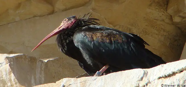 Suivi de l'ibis chauve