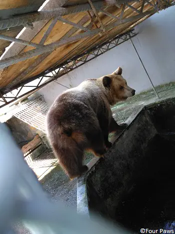Ours en cage en Albanie