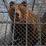 En Albanie, le calvaire des ours dits « de restaurant » détenus en cage