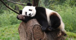 Réintroduction de pandas géants