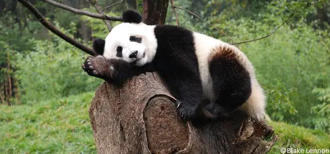 Réintroduction de pandas géants