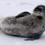 Un seul mammifère vit toute l’année en Antarctique