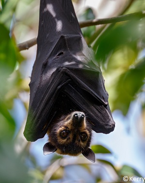 Renard volant à lunettes