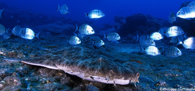 Requin menacé