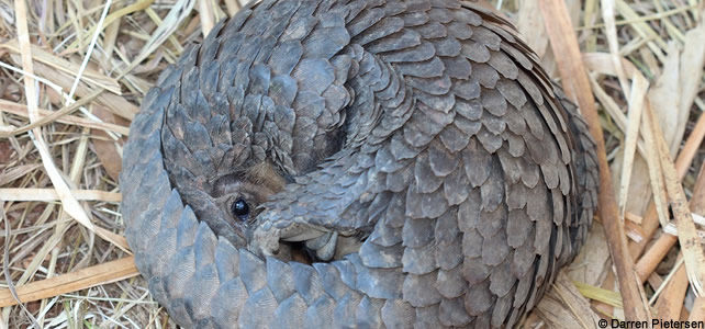 Le pangolin à petites écailles