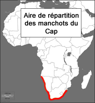 localisation Spheniscus demersus 