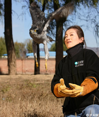 Centre de sauvetage des rapaces à Pékin