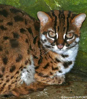 Chat-léopard (Prionailurus bengalensis)