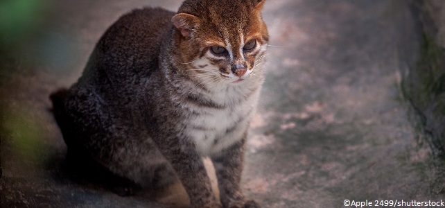 Menaces chat à tête plate