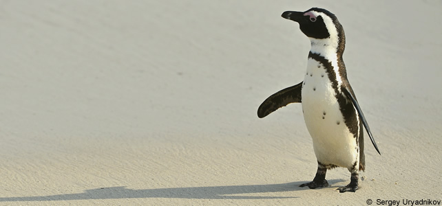Qu'Est-Ce Que Le Pingouin Africain? Pourquoi est-il en voie de disparition  ? - Espèces-menacées.fr
