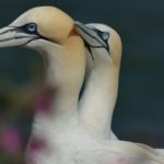 Les oiseaux sont les animaux les plus monogames du règne animal