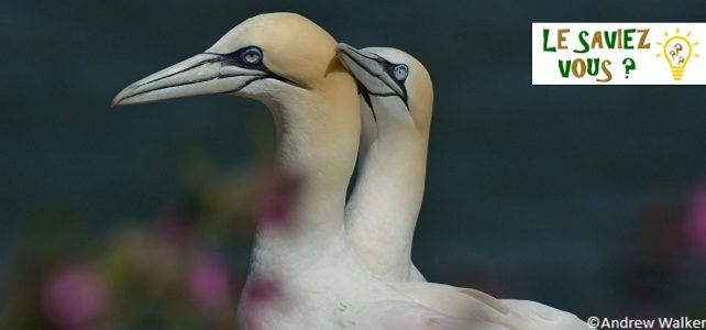 Monogamie chez les oiseaux