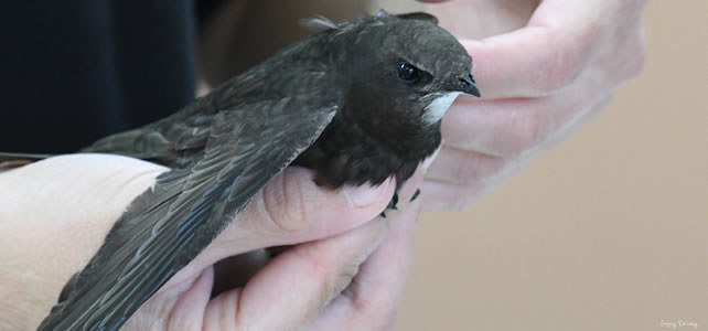 oiseau centre de soins 