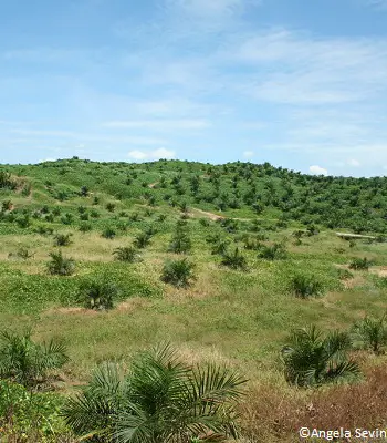 Palmiers à huile (Sabah, Bornéo)