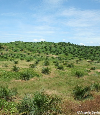 Palmiers à huile (Sabah, Bornéo)