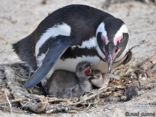 maman et bebe manchot du cap