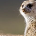 Les suricates bientôt menacés à cause du changement climatique ?