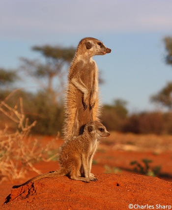 Suricates (Kalahari)