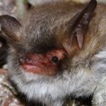 Deux nouvelles espèces de chauves-souris découvertes en Europe et en Afrique du Nord