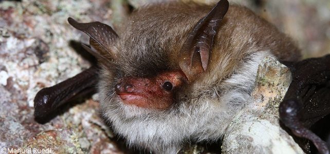 Myotis crypticus