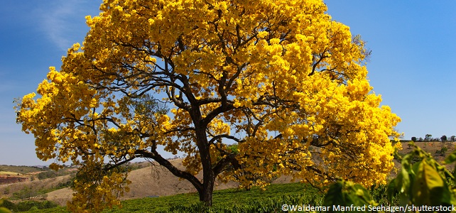 Arbre Handroanthus albus