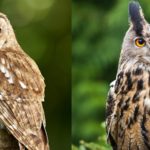 Chouette ou hibou ? Les principales différences