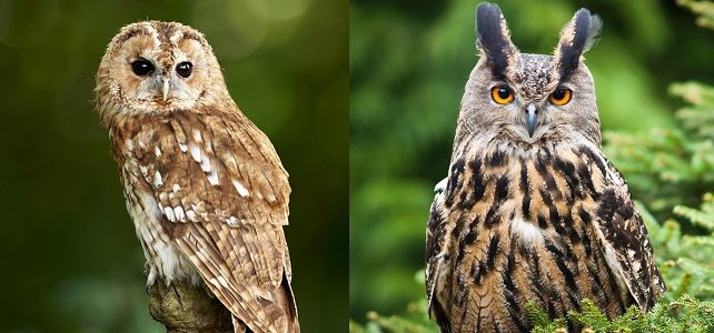 Différences chouette et hibou