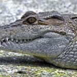 Le crocodile des Philippines