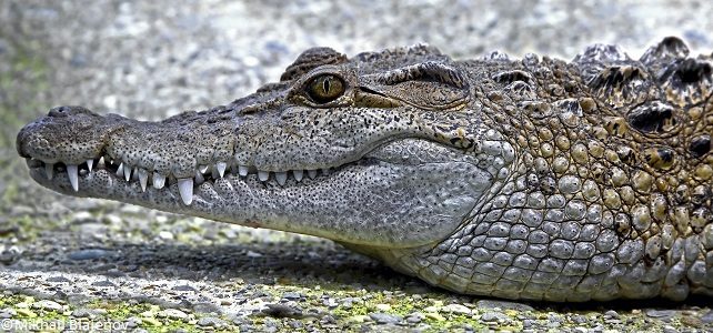 Crocodylus mindorensis