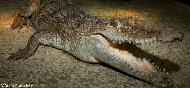 Crocodile des Philippines menacé