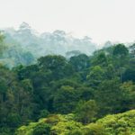 Les forêts, des sanctuaires de biodiversité fragilisés