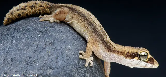 Gecko Paroedura androyensis