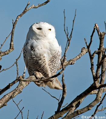 Harfang des neiges