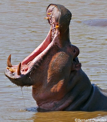 Hippopotame Afrique du Sud