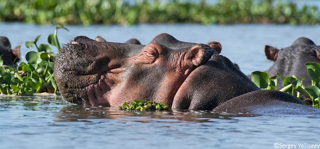 Hippopotame menacé