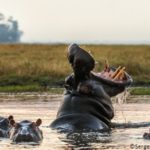 Les dents d’hippopotames, l’alternative des braconniers de l’ivoire