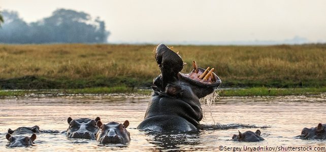 Hippopotames trafic ivoire