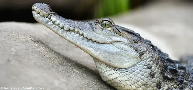 Crocodile des Philippines juvénile